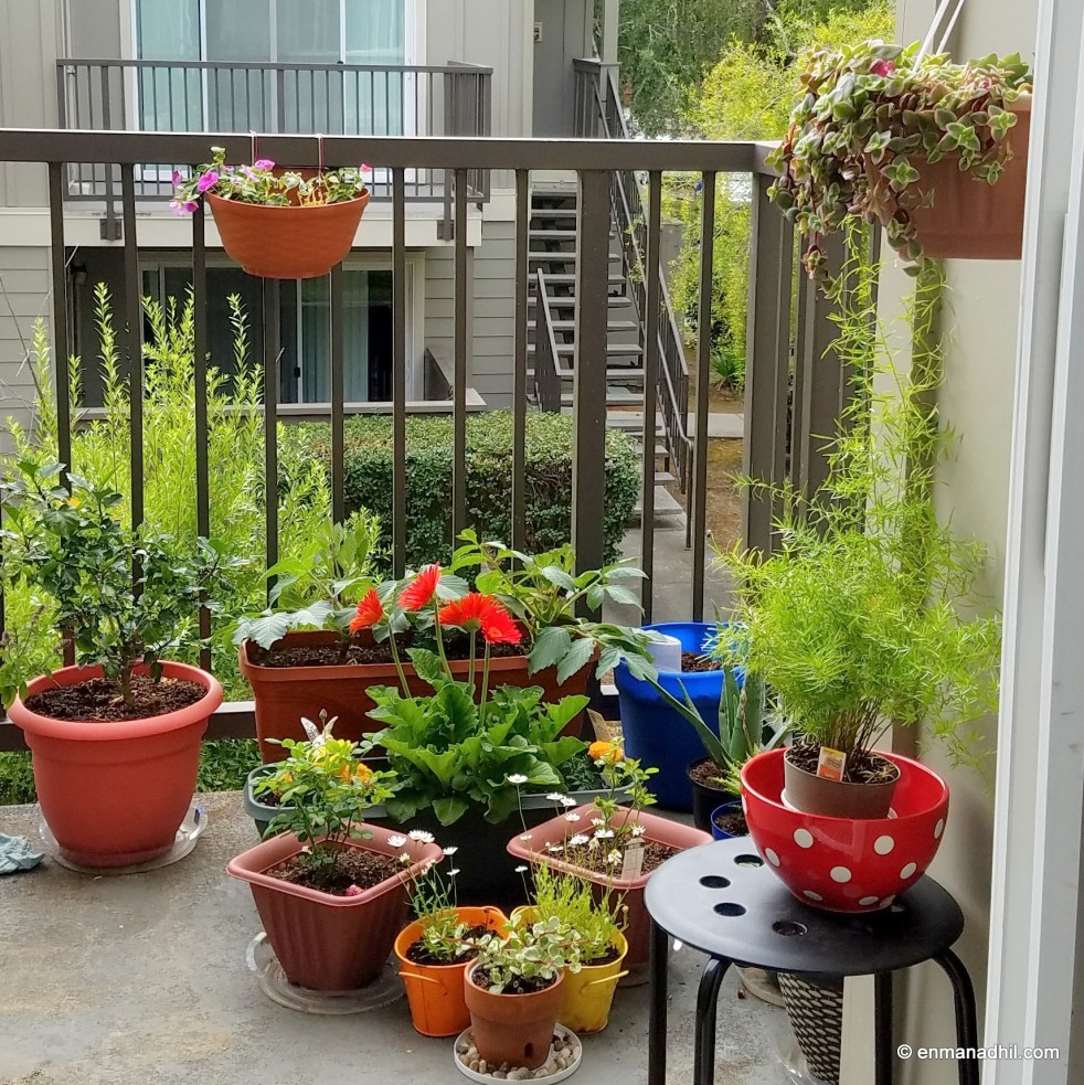 Balcony Garden Container Garden Organic