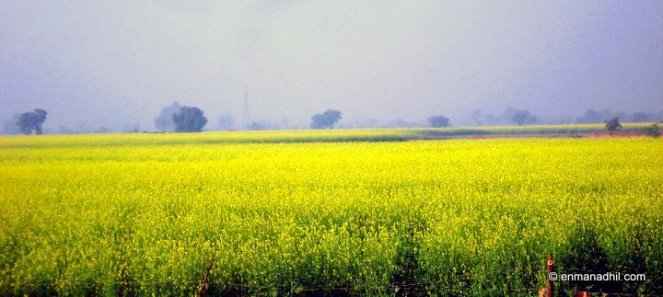 Mustard Fields India