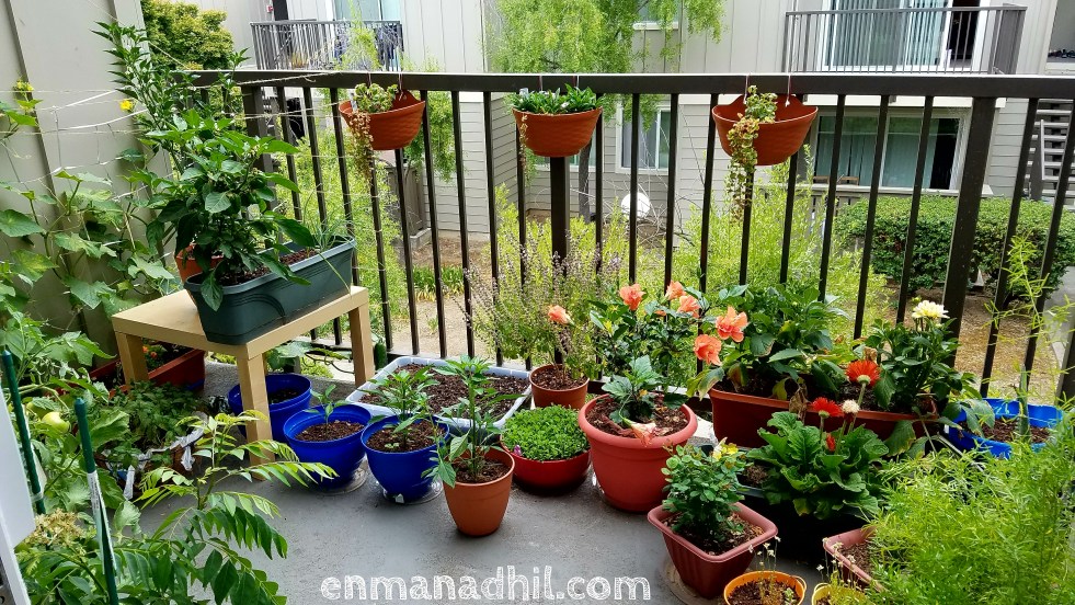 balcony_garden_organic_flowers_veggies_herbs