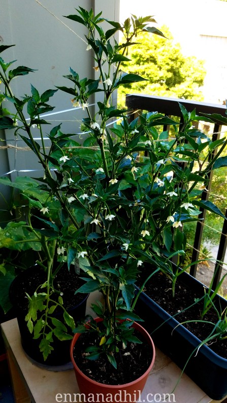 20170629IndianChilliHotPeppersFirstFlowers