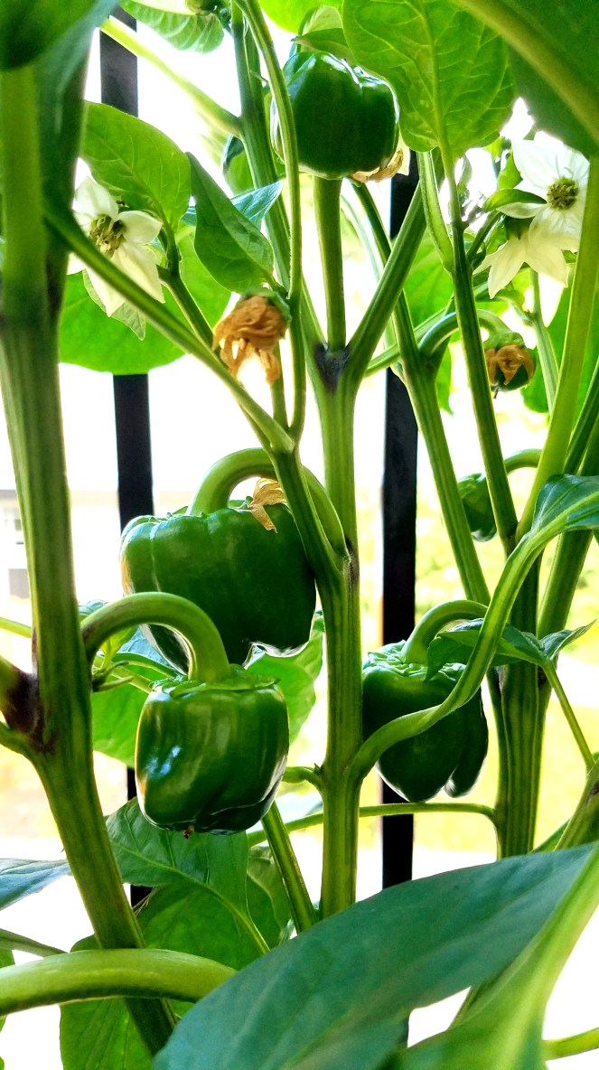 BigBellPeppers