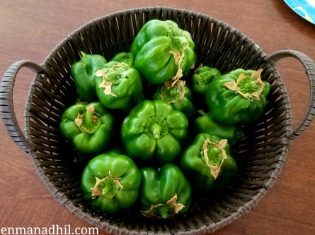 Capsicum_BellPeppers_Harvest