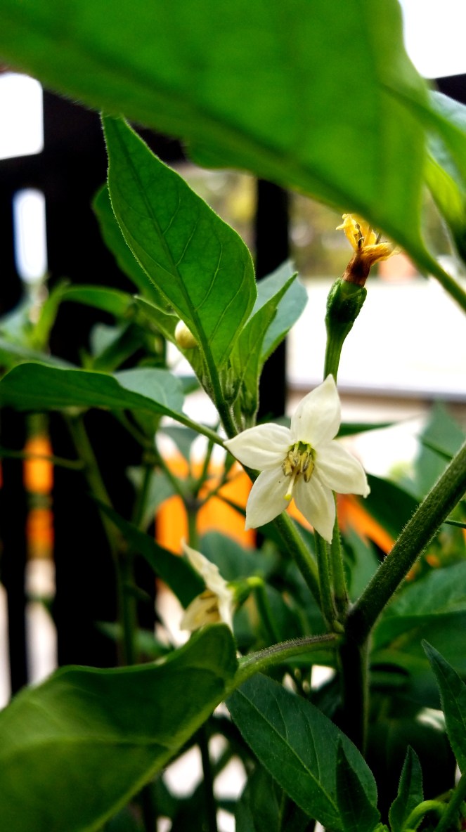 Hot Pepper Flower