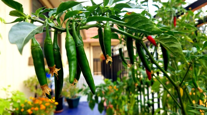 Gorgeous Indian Hot Peppers