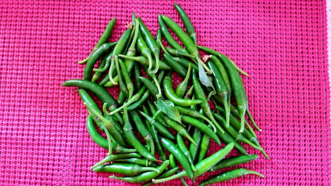 11-Aug-2017 : Indian Chillies (Hot Peppers) First Harvest