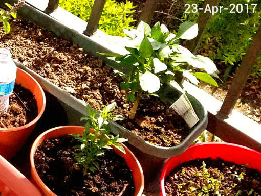 Indian Chilies ( Hot Peppers ) and Mini Bell Pepper plant - 7-8 months old