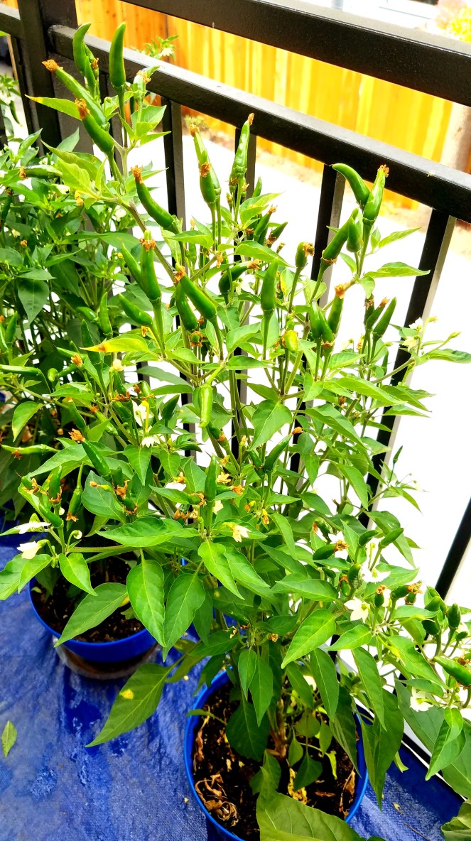 ThaiChilliesHotPeppers