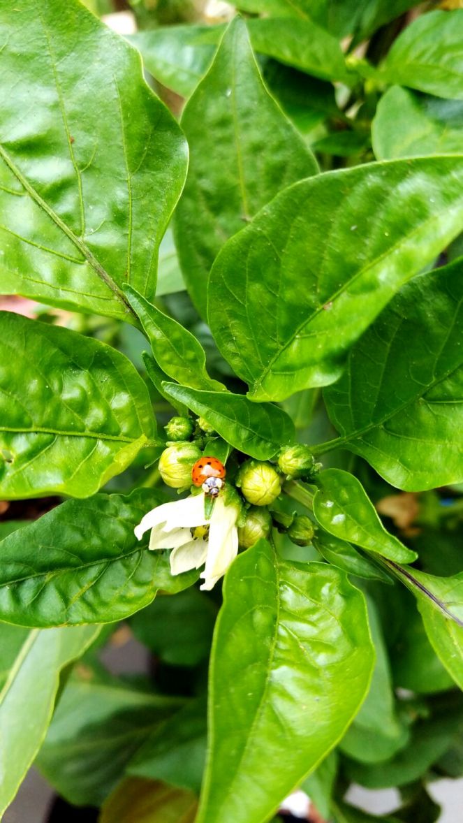 The Lady Bug - My friend cleared many aphids for me.