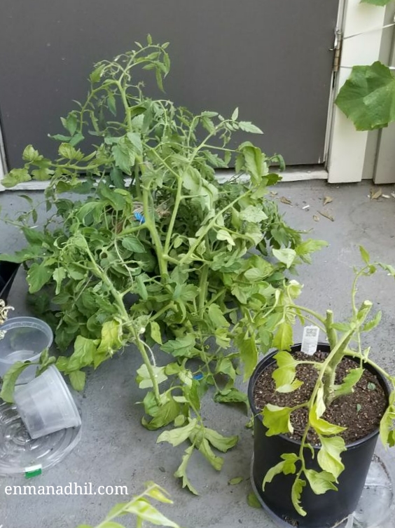 Fallen & Cut Tomato Plant