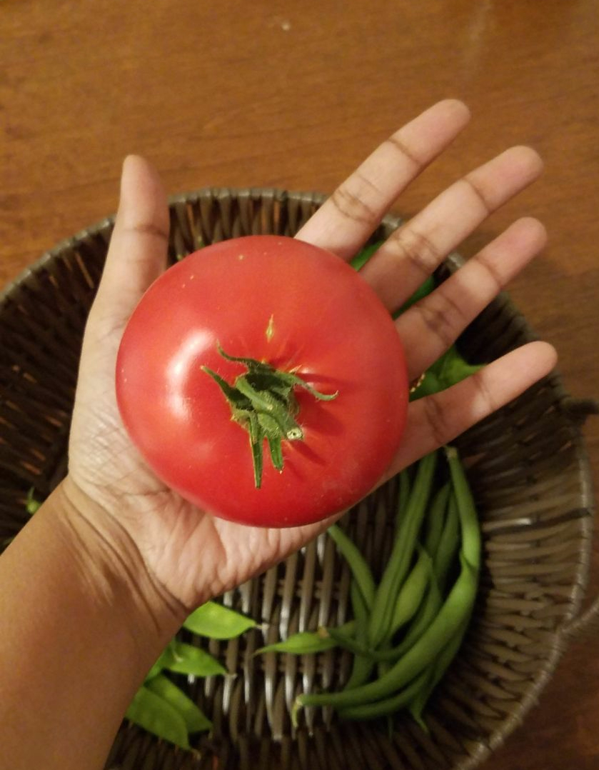 FirstRipeOntheVineTomato