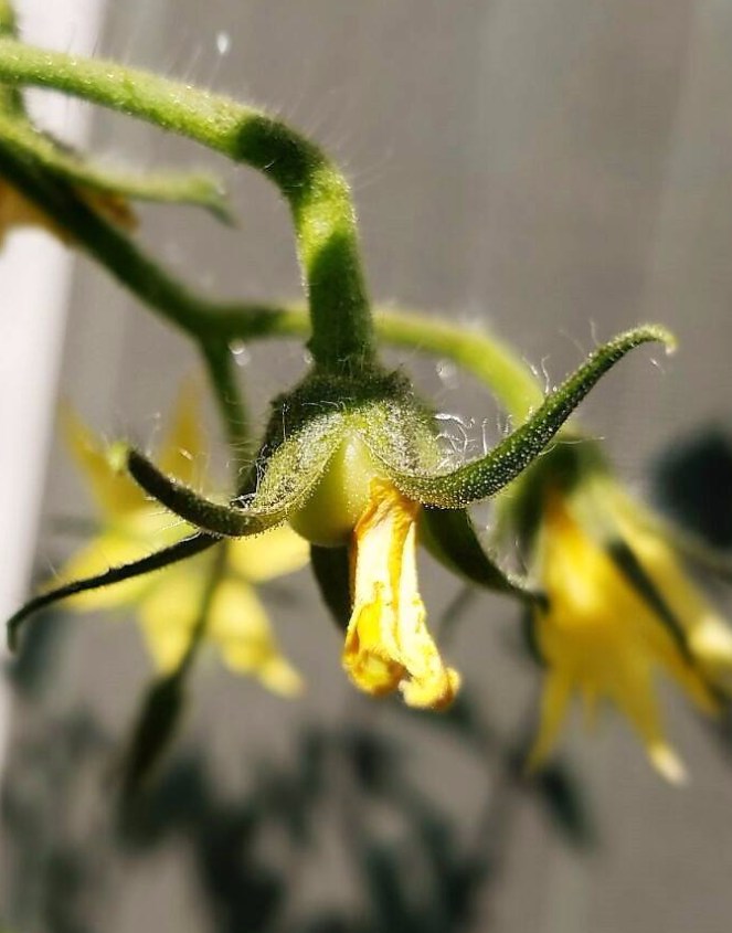 First Tomato of the Season 2017