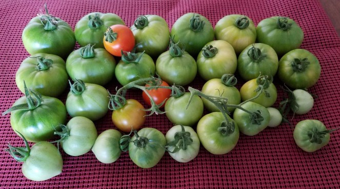 Tomatoes Harvest