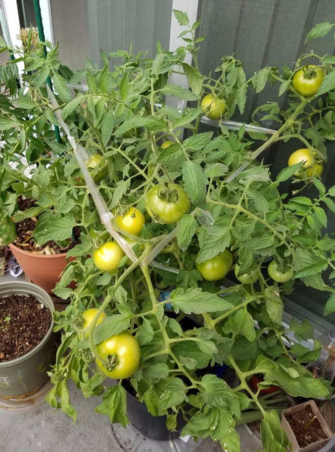Plant Laden with Tomatoes
