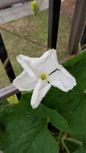 opo squash white flower organic balcony garden