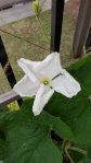 opo squash white flower organic balcony garden