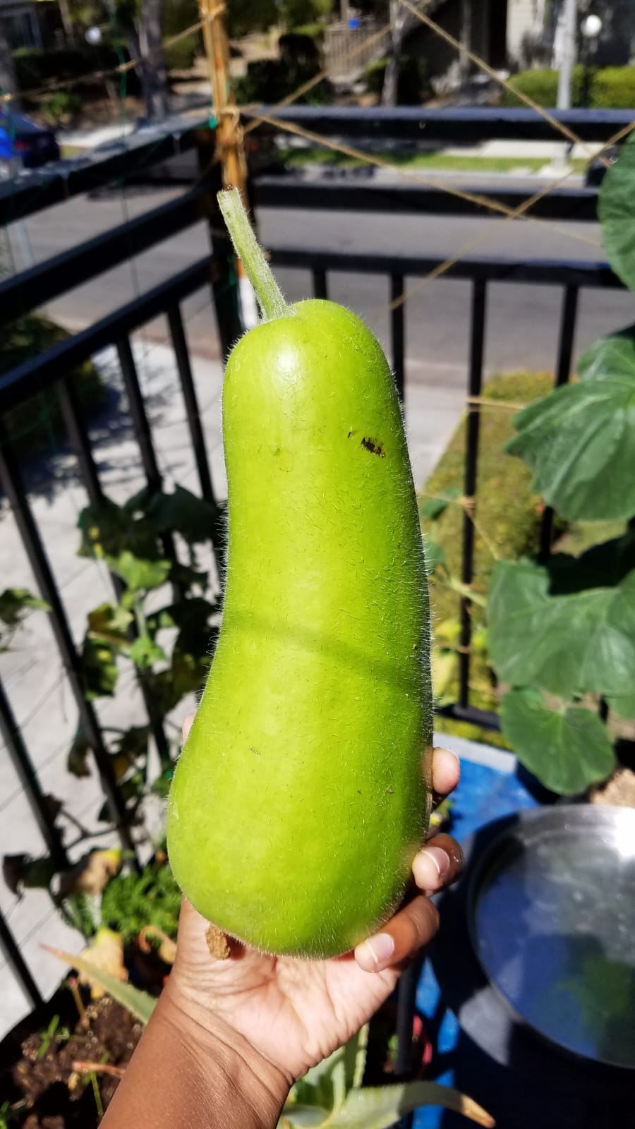 Lauki Sorakkai Opo Squash Organic Balcony