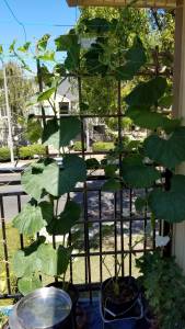 Squash in pots in a balcony garden