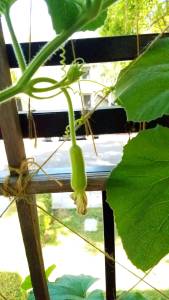 opo squash pollinated young fruit organic balcony garden lauki sorakkai